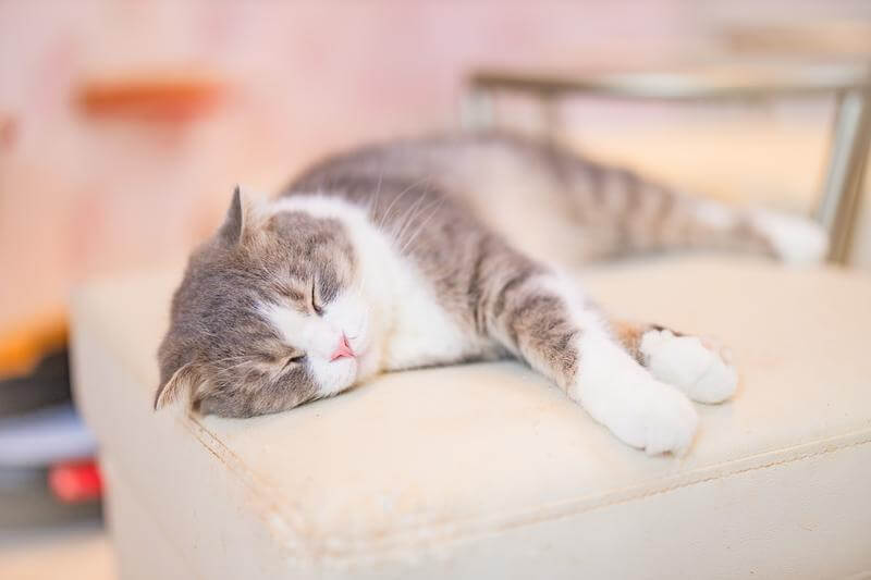 1歳の自宅保育がつらい限界ママが猫に癒されいる